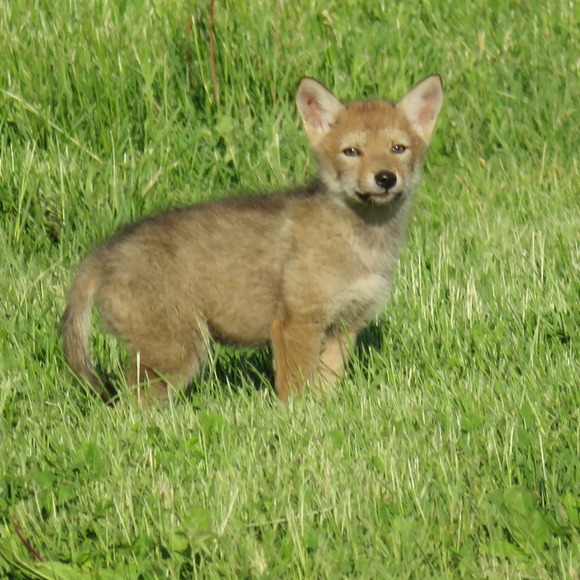 sgabryelski